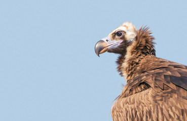 Portrait of Griffon Vulture in the wild