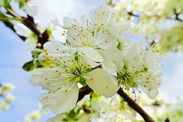 Kwiaty śliwy © AnnaMari