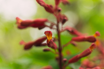 Obraz na płótnie Canvas Red buckeye flowers, Aesculus pavia, in the spring. Hummingbird attractor.