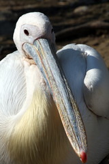 Pelican en face