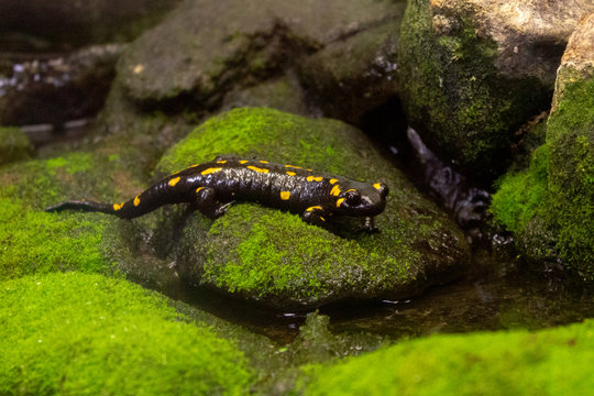 Fire salamander closeup