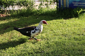 Pato