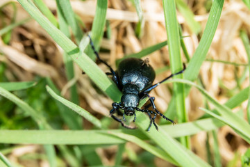 Kletterk&uuml;nstler