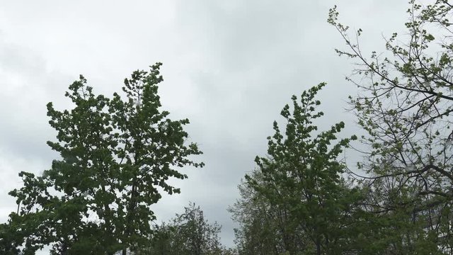 Moody sky during the windy and rainy weaher with low clouds - Hurricane and hail is coming soon
