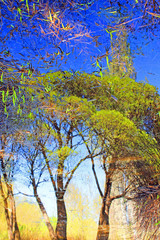 Fototapeta premium Park on a clear spring day and trees with tender young green foliage