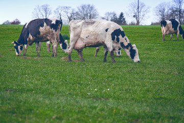 cows on a pasture