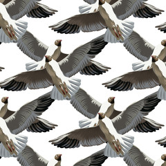Vector pattern with hand drawn illustration of seagulls isolated.