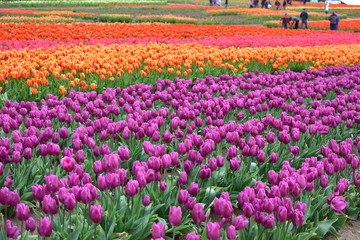 Woodburn, Oregon, USA - April 14, 2018: Tulips at Wooden Shoe Tulip Festival in Woodburn Oregon