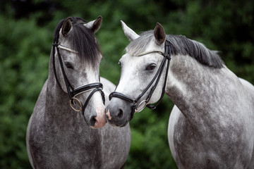 Reitponygeschwister schnuppern