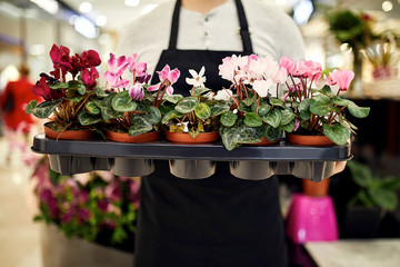 Close-up of florist holding tray of potted plants in flower shop