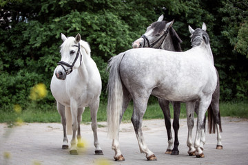 Obraz na płótnie Canvas Pferde drei Reitponys weiß und grau wunderschöne Sportponys