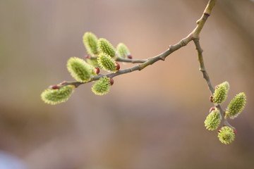 Natural background - a willow branch released fluffy green buds in early spring