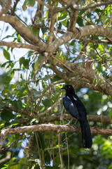  Melodious Blackbird