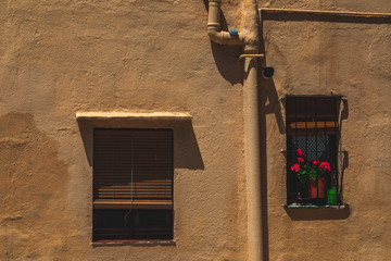 Flowers on the window