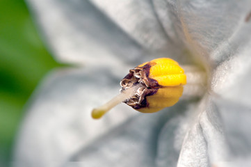 details of some flowers made with close-ups
