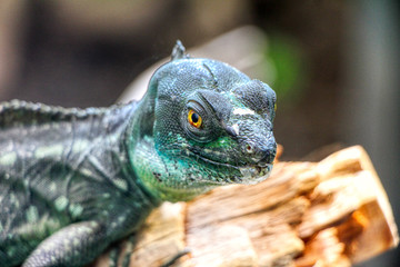 Portrait of a Plumed basilisk on a trunk