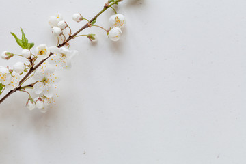 Cherry branch with white blossoming flowers on a white background