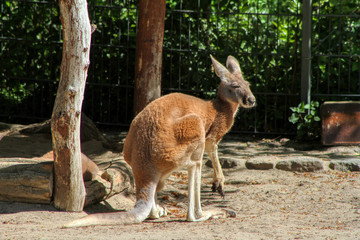 Portrait of a Red kangaroo