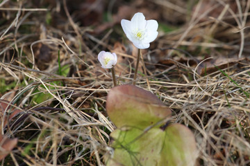 white liverwort 