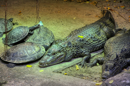 Smooth Fronted Caiman With Turtles