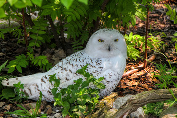 Portrait of a Snowy owl