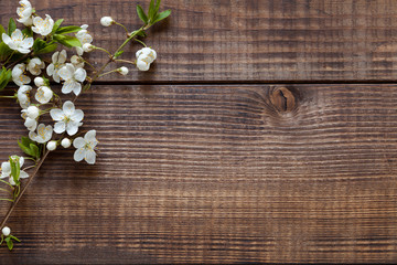 White cherry flowers on dark wood background, top view.