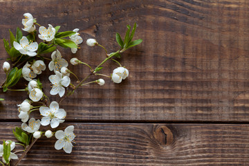 White flowers on dark wood background, flatlay