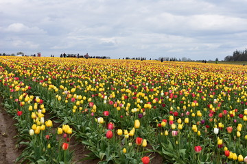 Woodburn, Oregon, USA - April 14, 2018: Tulips at Wooden Shoe Tulip Festival in Woodburn Oregon