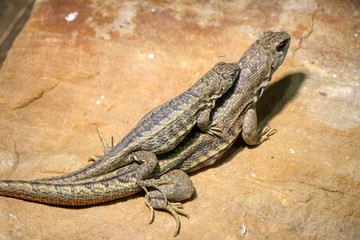 Pair of Hispaniolan curlytail lizard