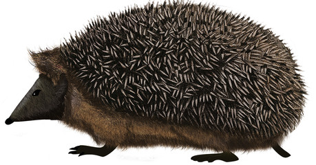Hedgehog © Мария Егорова