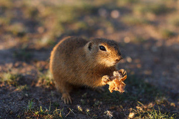 Naklejka na ściany i meble European ground squirrel standing in the field. Spermophilus citellus wildlife scene from nature. European souslik eating on meadow