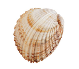 Shell on white background, isolated, closeup