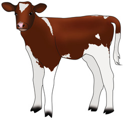 calf © Мария Егорова