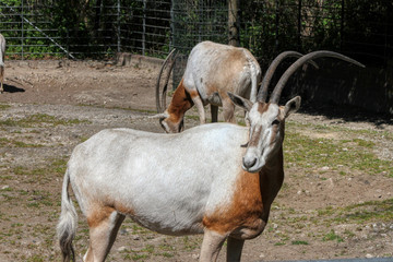 Portrait of a Scimitar oryx