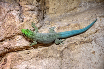 Portrait of a Standing's day gecko