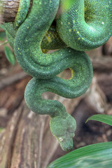 Portrait of a Green tree python
