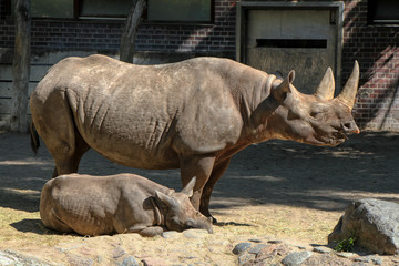 Fototapeta premium Portrait of an Black rhinoceros