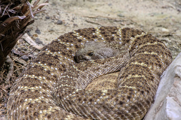Western diamondback rattlesnake on the rock