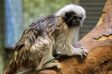 Obraz premium Portrait of a Cotton-top tamarin