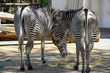 A pair of Grévy zebras in a zoo