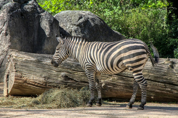 Fototapeta na wymiar Portrait of a zebra in a zoo