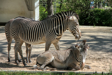 Fototapeta na wymiar A pair of Grévy zebras in a zoo