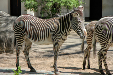 Fototapeta na wymiar A pair of Grévy zebras in a zoo