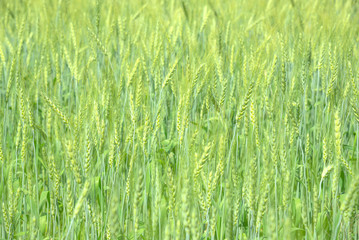 Green wheat in the field.