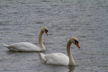 two swans swimming side by side on a lake