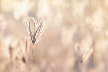 Soft focus of grass flower in the vintage style for background.