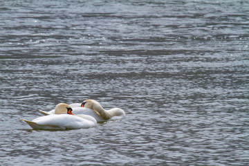 two swans swimming side by side on a lake