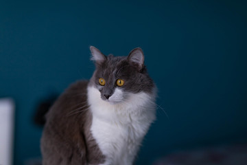 gray-white cat on a blue wall background