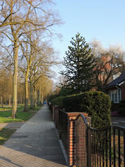 Chilean Araucaria, Araucaria araucana, against blue sky