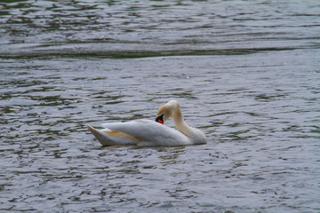 one swan swimming on a lake